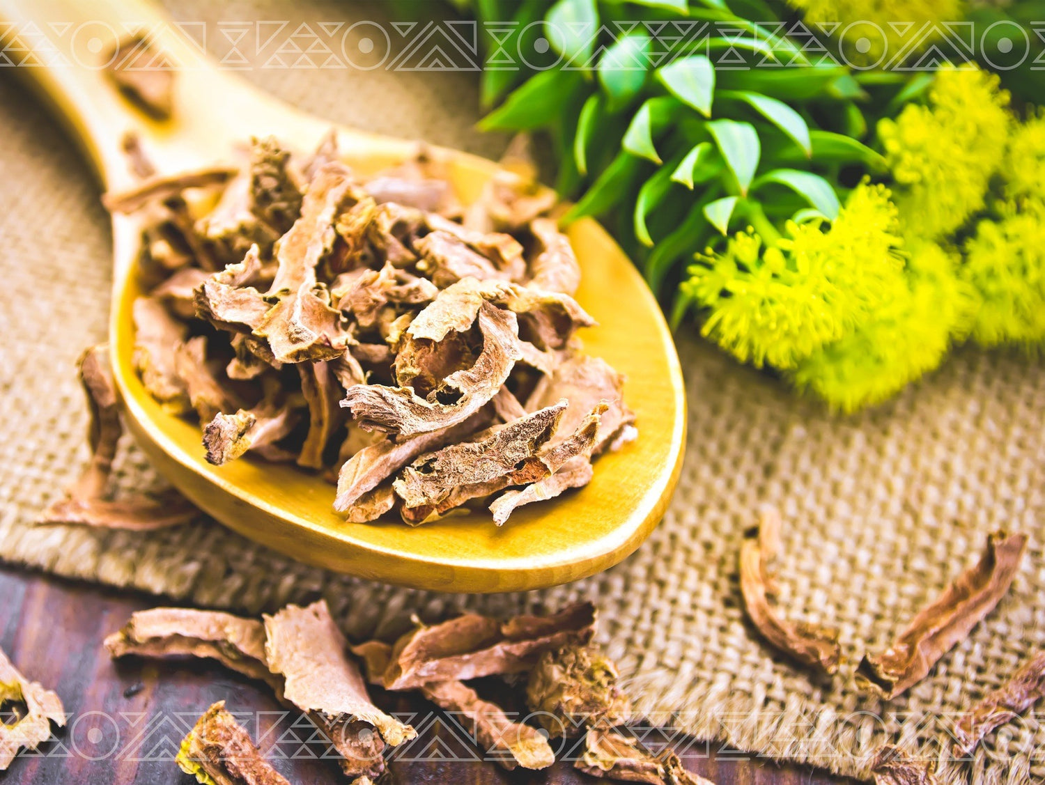 Rhodiola Rosea herb in a wood spoon on a table with Of The Ancients pattern