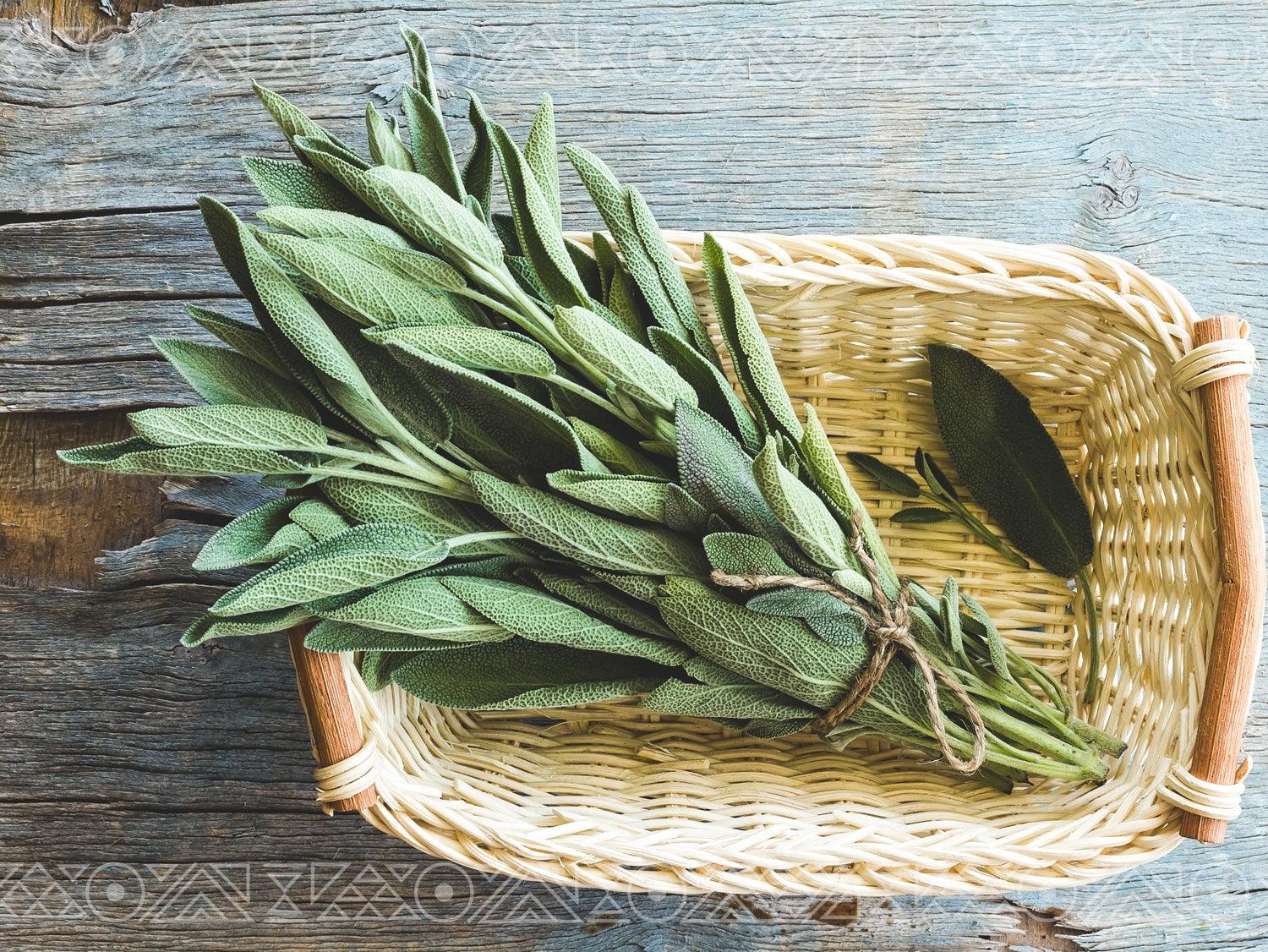 sage_branded_a2532606-3d75-481f-9288-6dac9c9ced31 - Of The Ancients Herbal Tinctures