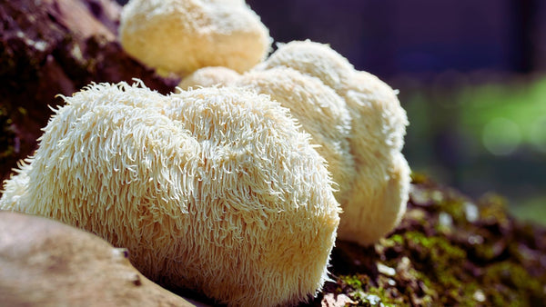 The History of Lion's Mane Throughout Traditional Medicine