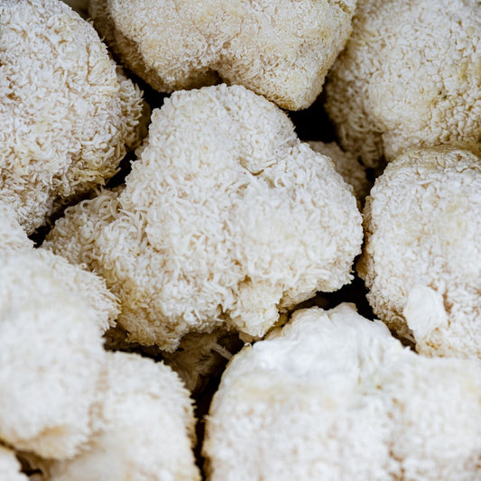 Close-up of a lion's mane mushroom fruiting body, the source of beta-glucans