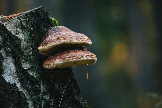 Chaga Mushroom: Benefits and Uses