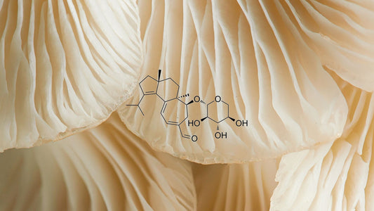 Hericenones and Erinacines: The Lion's Mane Compounds Behind NGF
