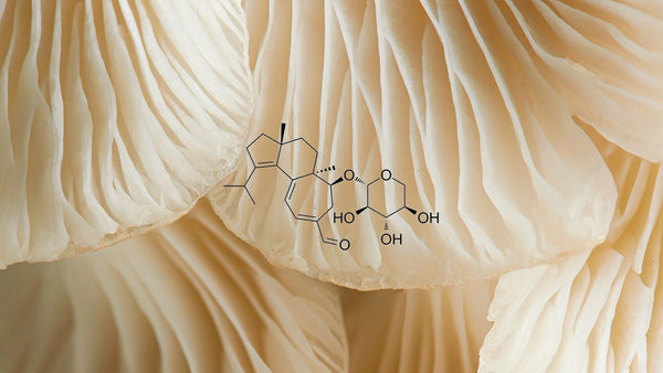Hericenones and Erinacines: The Lion's Mane Compounds Behind NGF