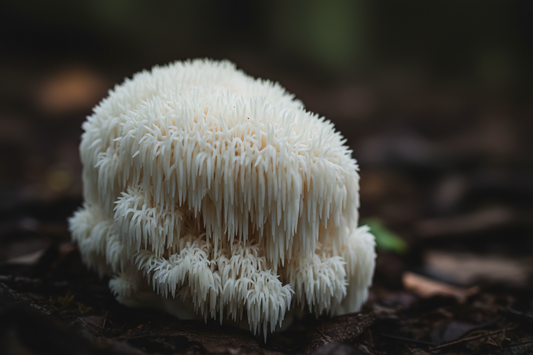 What Does Lion's Mane Taste Like?