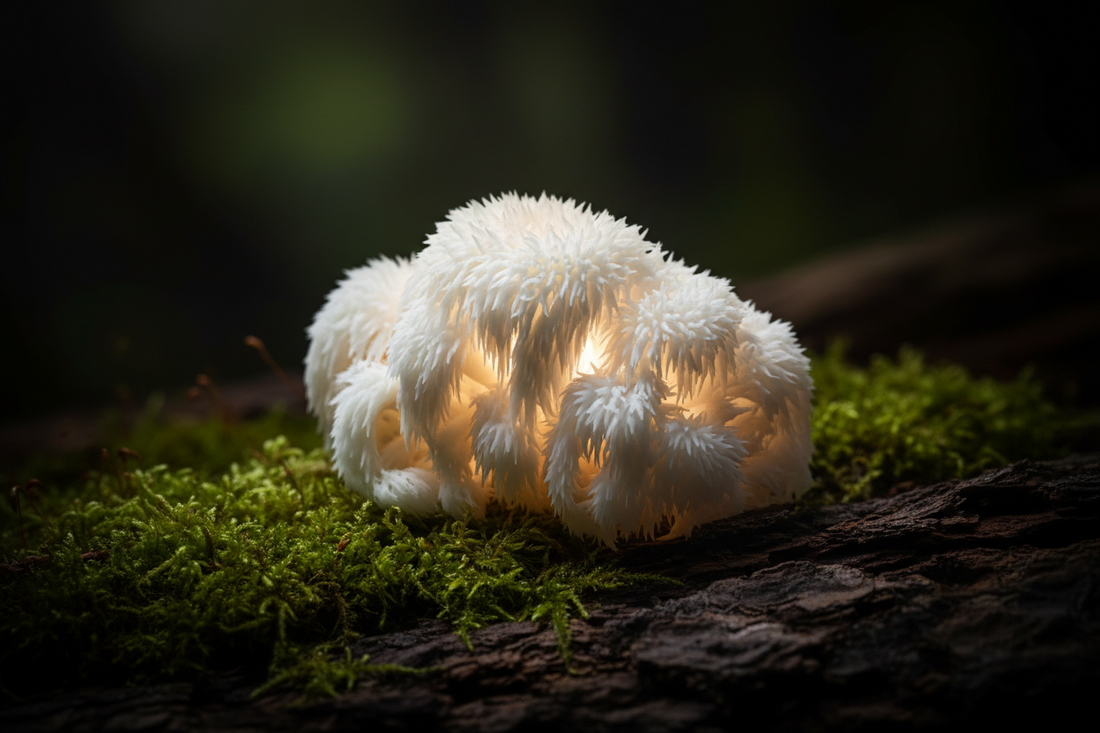 Lion's Mane Dosage: How Much Should You Take?