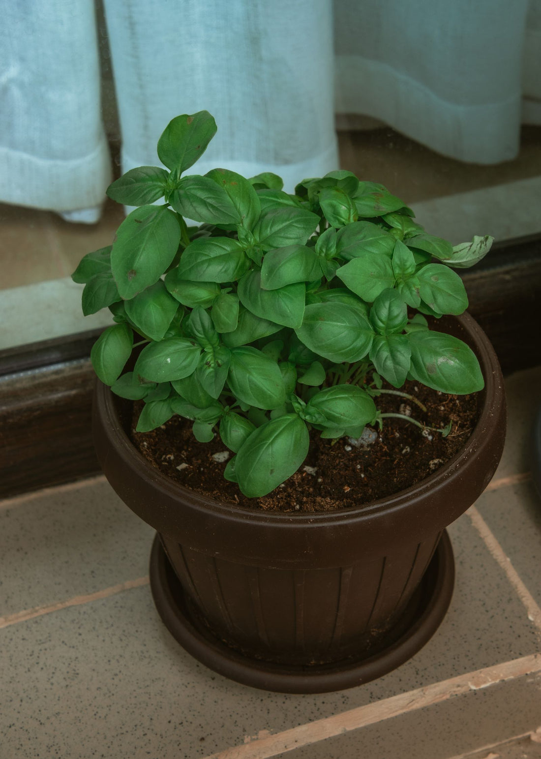 A potted basil plant with broad green leaves grown indoors