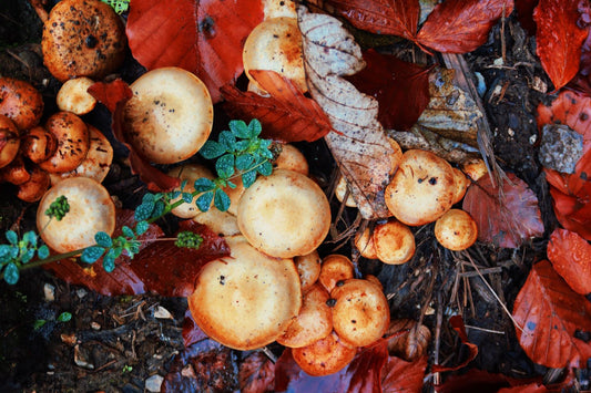 Functional mushrooms