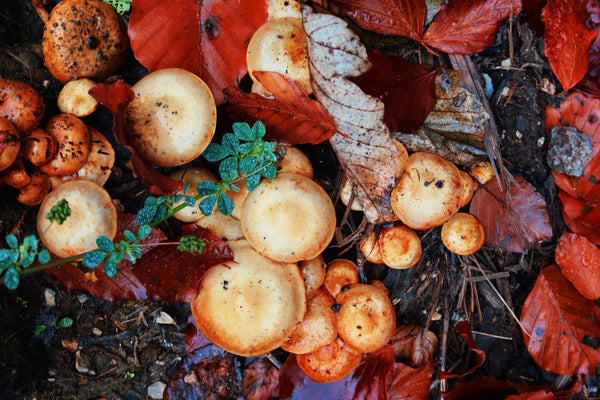 Lion's Mane and Reishi: The Day-and-Night Stack