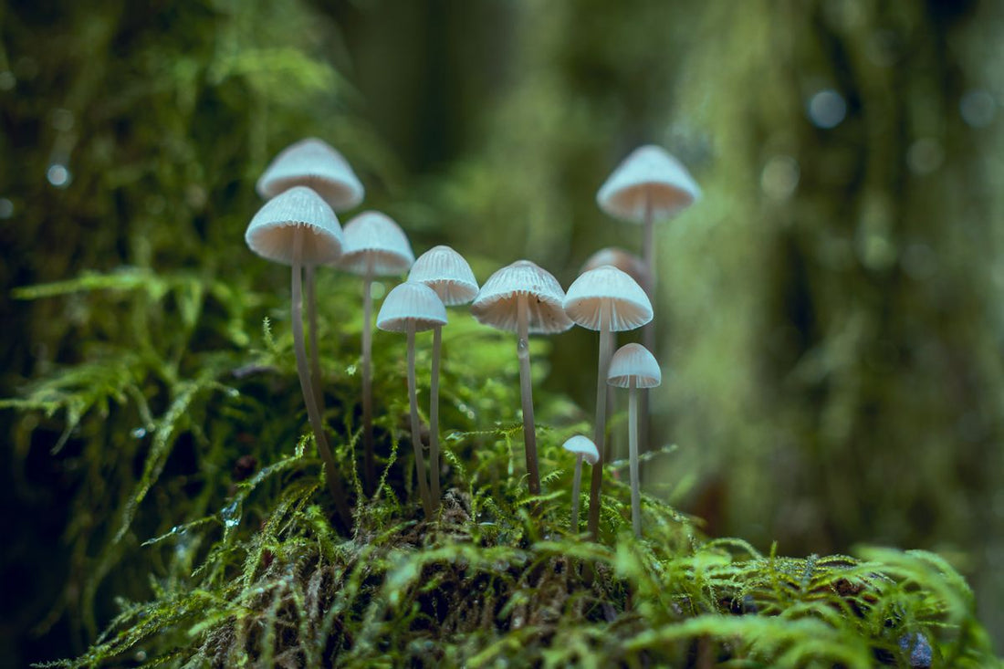 Close-up of white mushrooms