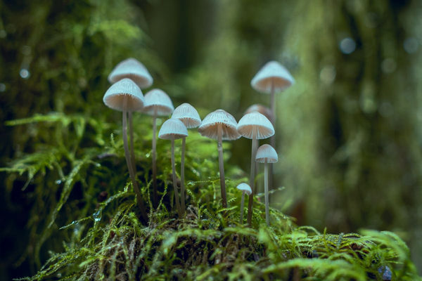 Lion's Mane Fruiting Body vs Mycelium: Why It Decides Quality