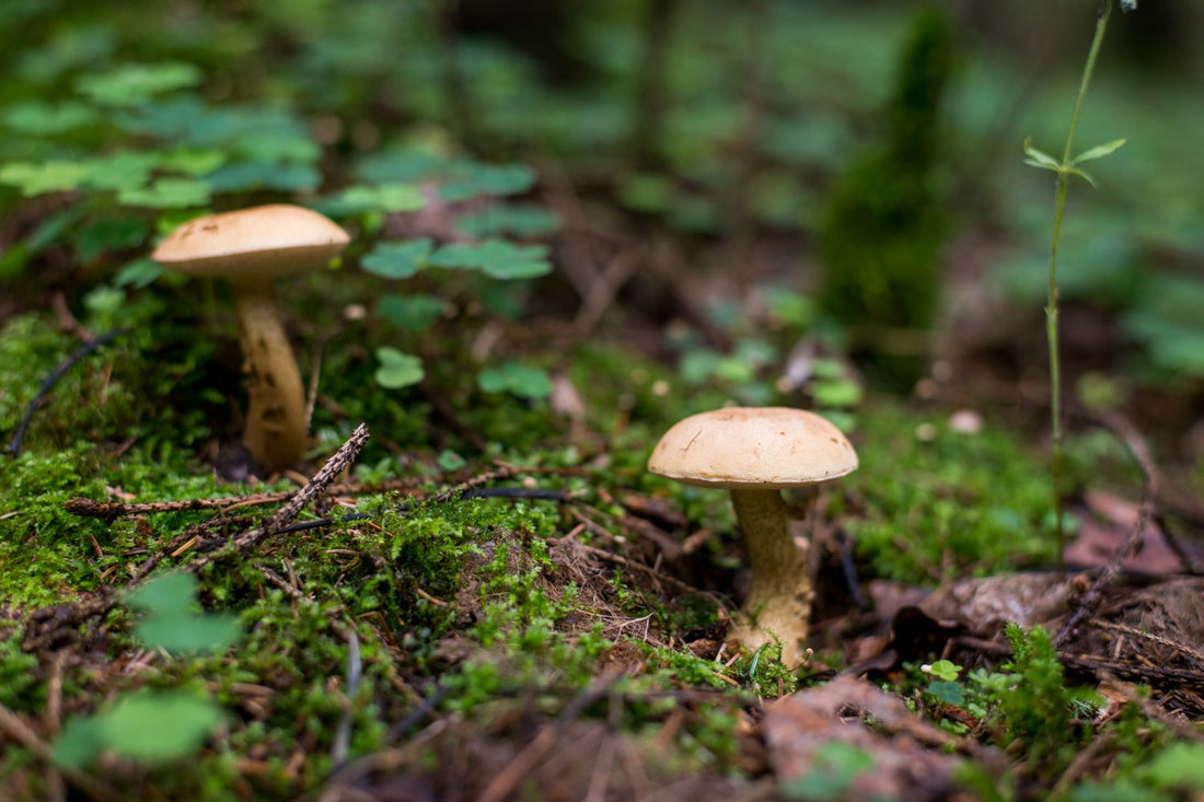 A forest, representing sustainable botanical sourcing
