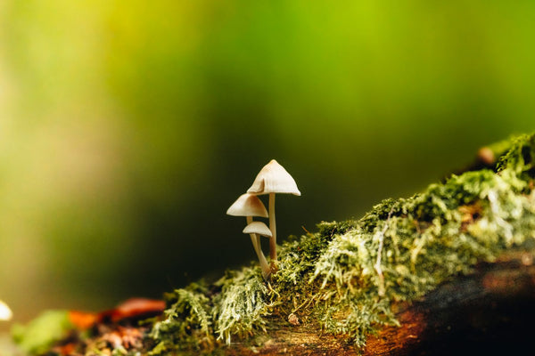 Lion's Mane vs Cordyceps: Which Mushroom Is Right for You?