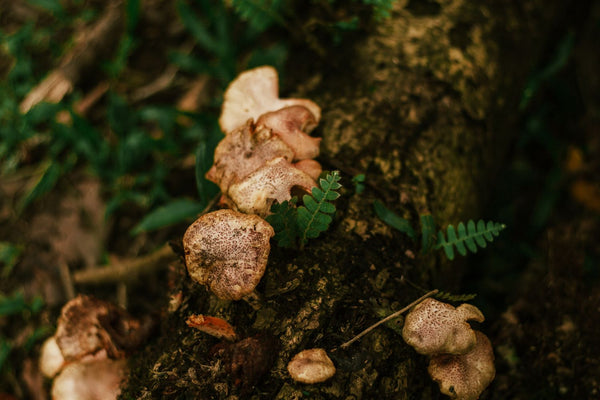 What Are Functional Mushrooms? A Plain-English Guide