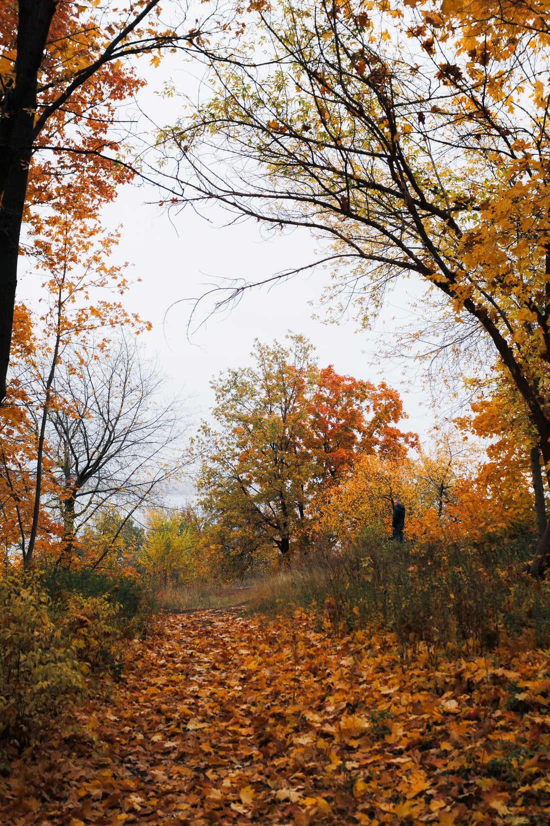 Trees in full autumn colour along a quiet path