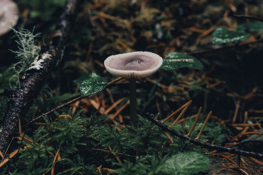 Reishi and functional mushrooms in nature
