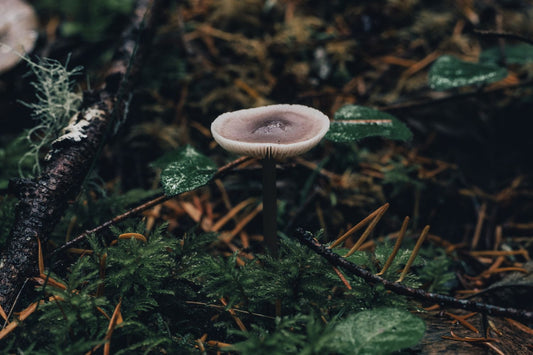 Reishi and functional mushrooms in nature
