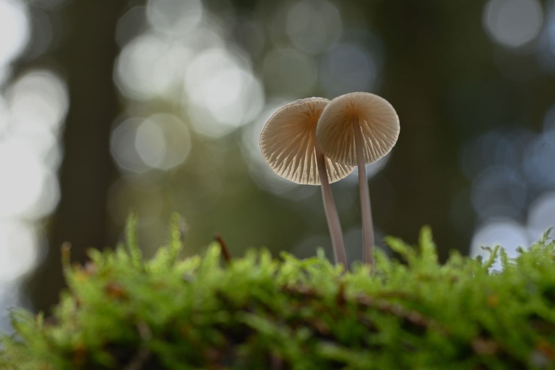 A single wild mushroom growing from green forest moss