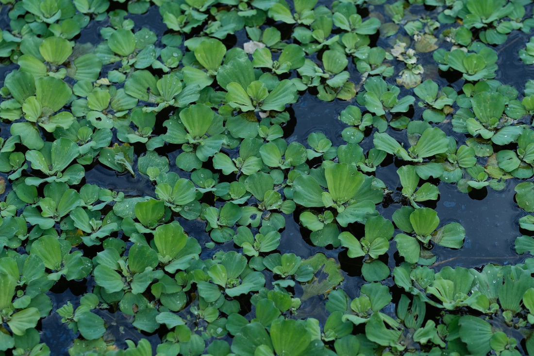 Round green leaves of a low creeping plant covering the ground