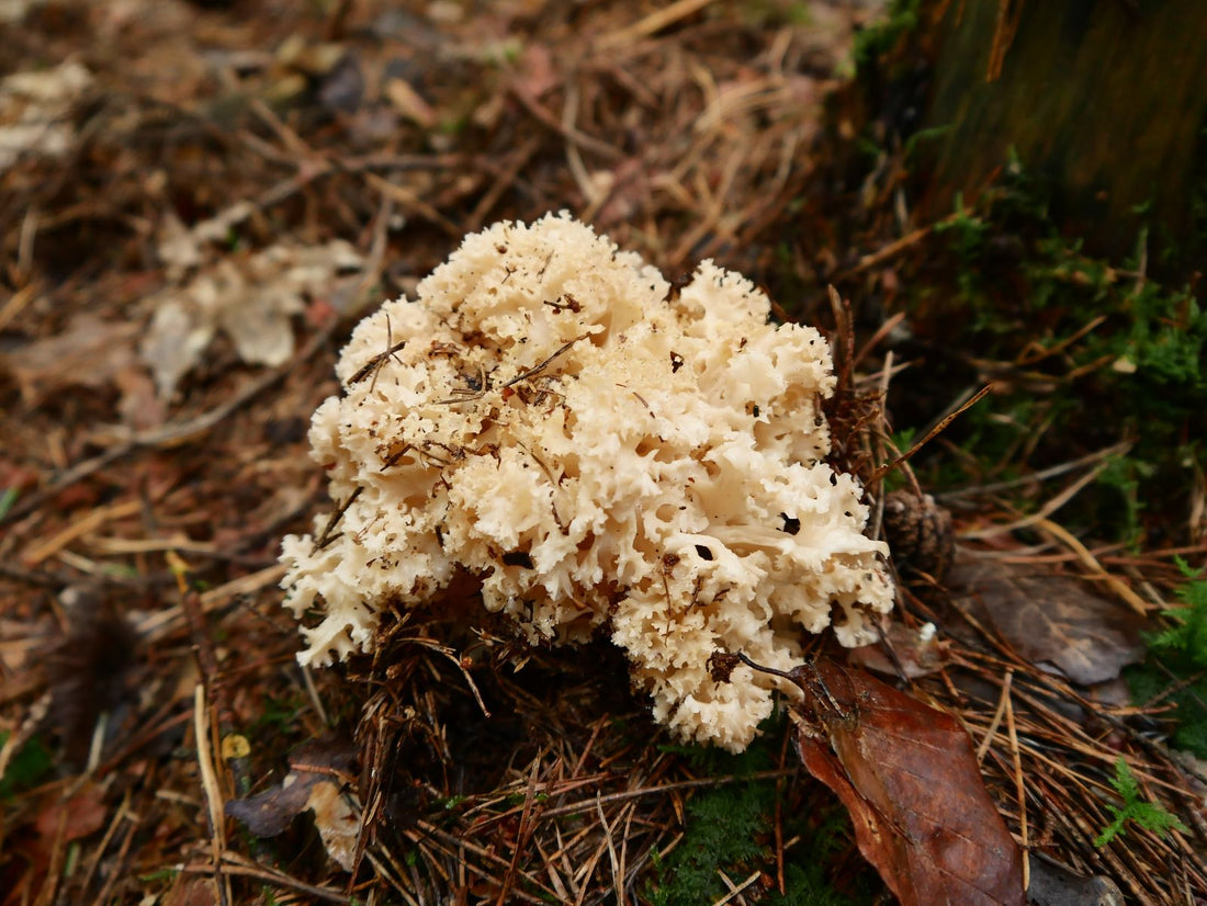 A pale frilled jelly fungus growing on a fallen log