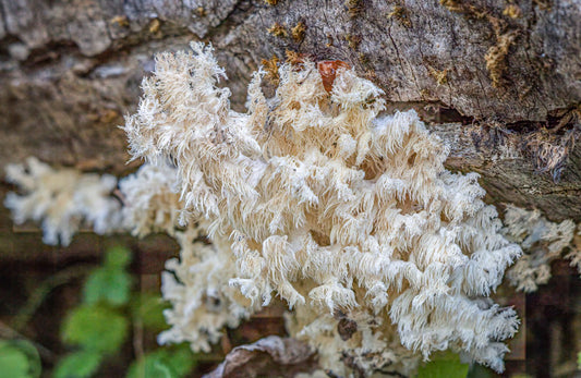 A lion's mane mushroom with its distinctive cascading white spines