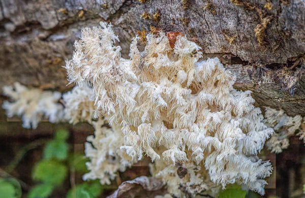 Lion's Mane Side Effects and Safety: The Honest, Research-Based Guide