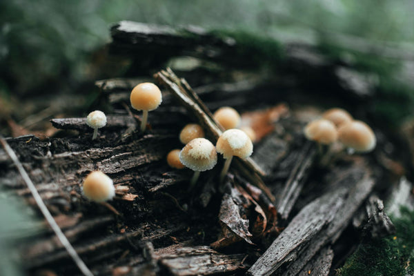 Mushroom Coffee: Benefits and How It Works