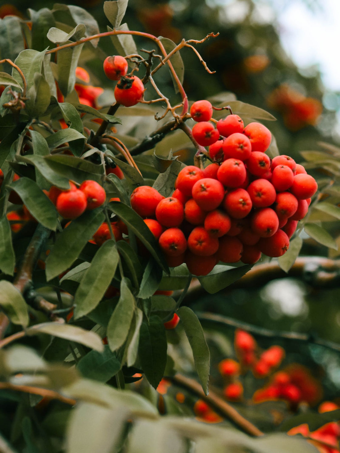 A dense cluster of bright red berries on the branch