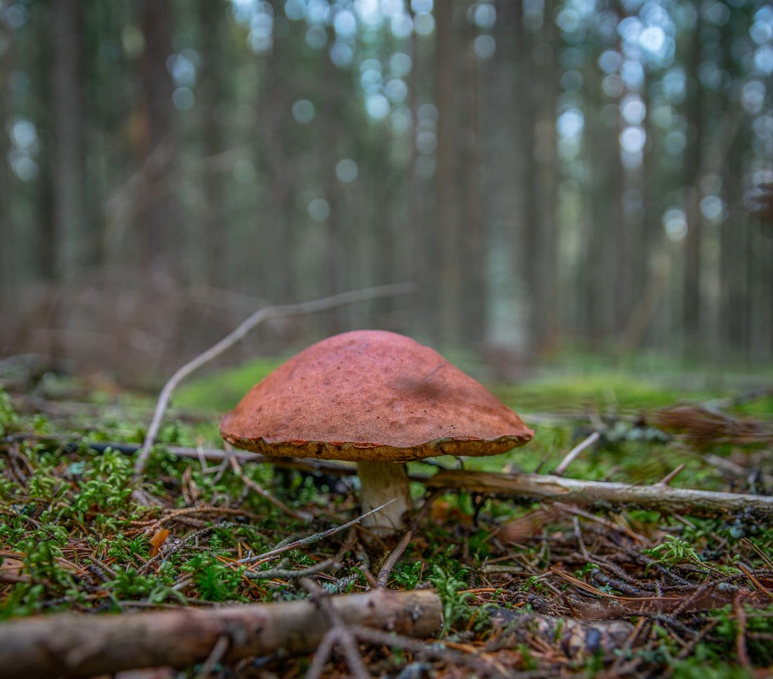 Forest mushroom close-up in nature