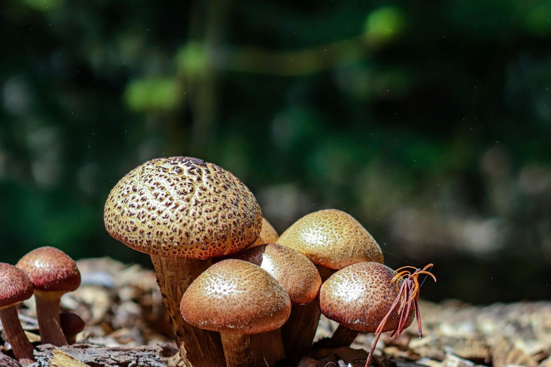 Lion's mane mushroom in a natural setting