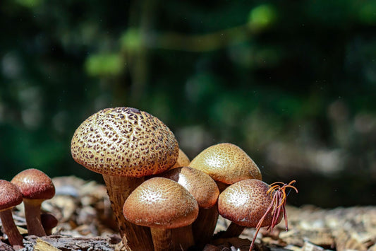 Lion's mane mushroom in a natural setting