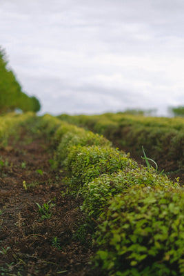 Is Organic Worth It for Supplements?