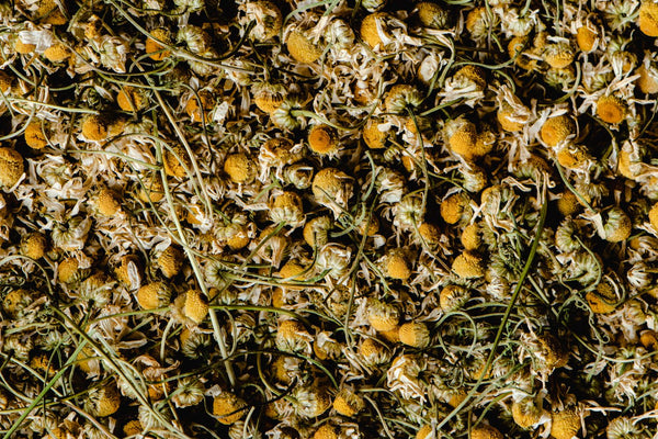 Ginseng vs Rhodiola: Which Adaptogen for Energy?