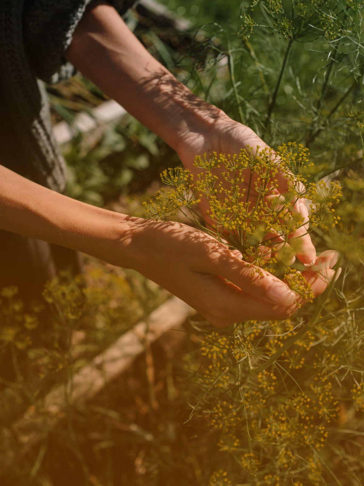 holding-plants-in-hand-herb-farm - Of The Ancients Herbal Tinctures