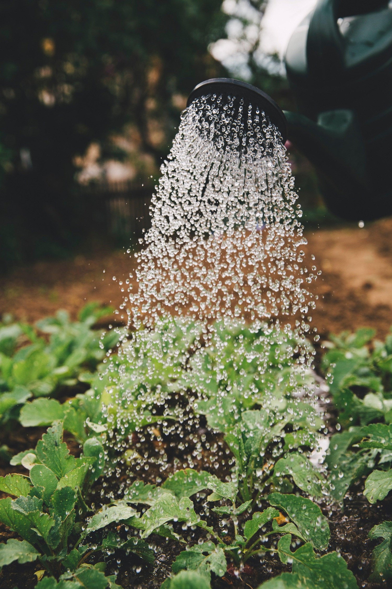 watering-garden - Of The Ancients Herbal Tinctures